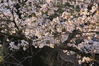 IMG_0007.JPG